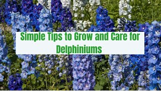 How to grow and care for delphinium plant  Gardening Glory [upl. by Enniroc248]