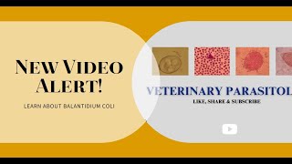 Balantidium spp in a cattle fecal sample at 10x and 40x objective [upl. by Maxey]