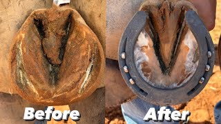 Sandy horse hoof restoration  ASMR [upl. by Kalasky749]