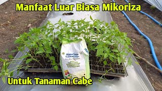 Manfaat luar biasa mikoriza untuk tanaman cabe [upl. by Arianna]