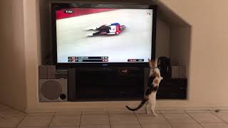 Cat loves 2018 Olympics [upl. by Falito]