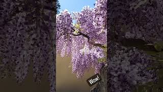 Best Wisteria Bonsai Ive ever seen at Pacific Bonsai Museum Just WOW [upl. by Licht]