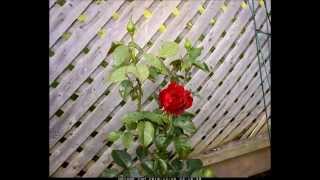 Crimson Cascade Rose Blooming TimeLapse [upl. by Yenffad211]