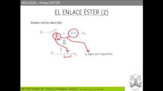 ESTERIFICACION Y FORMACIÓN DE TRIACILGLICERIDOS [upl. by Nwahsal]