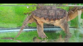 Tortuga lagarto commun chelydra serpentina [upl. by Brathwaite]