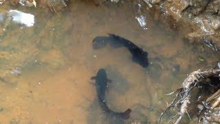 Two Betta Fish Fighting Nearby The Pond  Betta Fish Fighting Protect Their Own Place [upl. by Oderf]