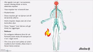 Nervceller och Nervsystemet [upl. by Terzas]