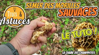 Comment semer des morilles sauvages pour avoir ses coins [upl. by Anav]