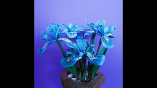 Iris Reticulata Part 2 Flower Construction [upl. by Irah]