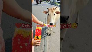 He Muralidhar he Damodar 🌸🙏🌺huminitycowhelpinghelpless krishnashorts video Indiagaumata🐄♥️ [upl. by Janetta]