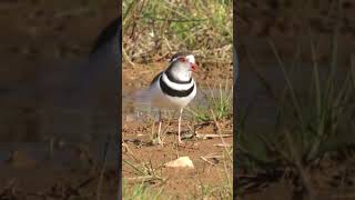 Three banded Plover call Overberg shorts birds birdsinging [upl. by Vevay]