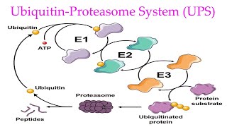 Ubiquitin Proteasome System Explained Ubiquitin Proteasome Pathway in eukaryotes [upl. by Nahtanha]