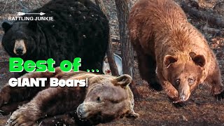 22 GIANT bear kills in 30 minutes BEST BIG BEAR VID on the INTERNET bearhunting [upl. by Linell749]