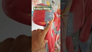 Axillary Nerve or Circumflex Nerve [upl. by Initirb936]