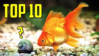 Top 10 Goldfish Tank Mates You Should Try [upl. by Bartlet]