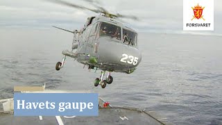 HAVETS GAUPE  Flyvirksomhet i Luftforsvaret  del 5 [upl. by Nyleahs]