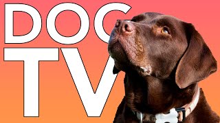 DOG TV 10 HOURS of Fun Exciting TV for Dogs and Puppies [upl. by Aisul841]