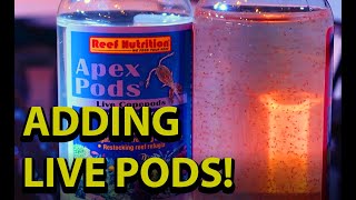 Adding Live Pods To Your Reef Tank \\ Reef Nutritions Live Copepods [upl. by Novek]