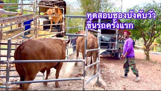 ซองบังคับวัวขึ้นรถ shorthorn cow  brahman [upl. by Idnym]