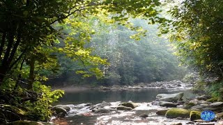 Beautifull Forest River Relaxing water sound 247 Nature sounds white noise for sleeping 😴🍃 [upl. by Brantley]