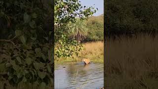 Sawai Madhopur Ranthambore National park tiger safari tiger wildl wildlife animals tigerresort [upl. by Xyno620]