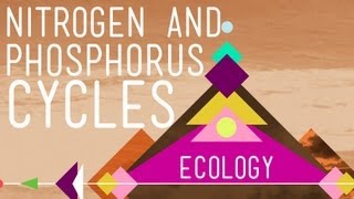 Nitrogen amp Phosphorus Cycles Always Recycle Part 2  Crash Course Ecology 9 [upl. by Resa]