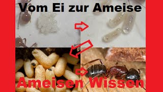 Ameisen Wissen  Entwicklung vom Ei zur Ameise 01 [upl. by Aihsel]