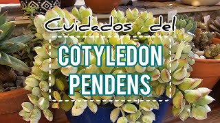 Cuidados del Cotyledon Pendens  Jardín Suculento [upl. by Cofsky195]