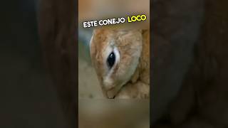 No Vas a Creer Lo Que Le Pasó a Este Conejo Loco 😱 [upl. by Neret]