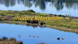 Wildgänse Naturreservat nature relaxing relax naturesounds outdoor 4k 4kstatus naturelovers [upl. by Chickie]