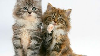 Animal Planet  Cats 101  Maine Coon [upl. by Fernanda]