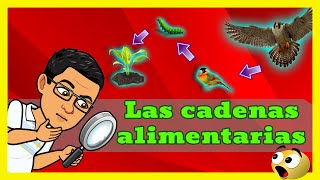 🌱🐇 ESTRUCTURA Y FUNCION DE LAS CADENAS ALIMENTARIAS 🐍🦅 [upl. by Mellar]