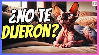 🔴 COSAS QUE NO TE DICEN DE TENER UN GATO ESFINGE SPHYNX O EGIPCIO 🔴 [upl. by Zug279]