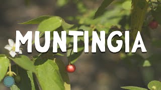 How to Grow  Strawberry Tree  Jamaican Cherry Muntingia [upl. by Anir]