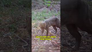 Jaguarundi  The Shadow Cat [upl. by Gannie]