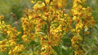 VERGA DORO  GOLDENROD  Solidago virgaurea L subsp virgaurea  Asteraceae [upl. by Leuas]