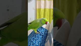 So Cute Voice😍 parrot birds beautifulparrot parrotlover parrottalking fantasticparrot talking [upl. by Mohorva]