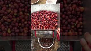 Coffee Processing Coffee Depulping Manual [upl. by Enitselec682]