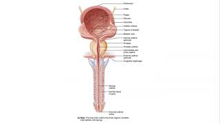 BIO 169  Ureter Urinary Bladder Urethra Structures and Functions [upl. by Yelruc]