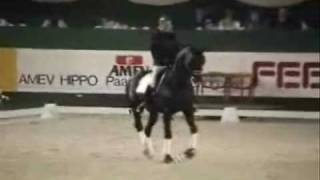 Dressage Horses Dressur Pferde Jumpstyle Music [upl. by Sirdna]