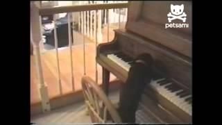 Dog Plays Piano and Sings Along [upl. by Idnahc]