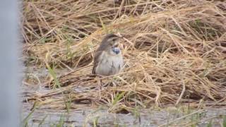 bluethroat willow tree fen [upl. by Horton]