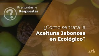 ¿Cómo se trata la Aceituna Jabonosa en Ecológico [upl. by Aznola848]