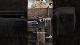 fyp fypシ゚viral comedy funny animals cat horse shorts like share america english nz eh [upl. by Nauqahs]