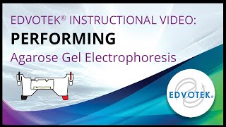 Performing Agarose Gel Electrophoresis  Edvotek Video Tutorial [upl. by Noryt]