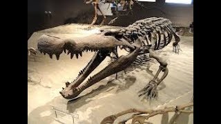 Dinosaur Documentary  Fossils of the Gobi Desert [upl. by Mathia683]