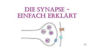 Die Synapse  einfach erklärt [upl. by Atinauj365]