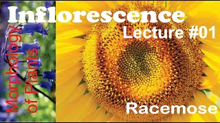 Inflorescence Lecture 01 Racemose for BS [upl. by Otreblide]