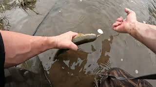 Fishing the Upper Allegheny River Near Roulette PA For Trout rainbowtrout pafishing [upl. by Nawram678]