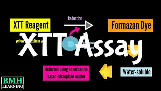 XTT Assay  Cell Proliferation Assay  Cell Viability Assay [upl. by Nilhsa]